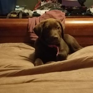 Meet your Posher, Travis